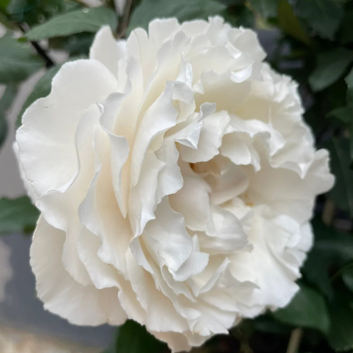 Blanche Neige Japanese Florist Shrub Rose