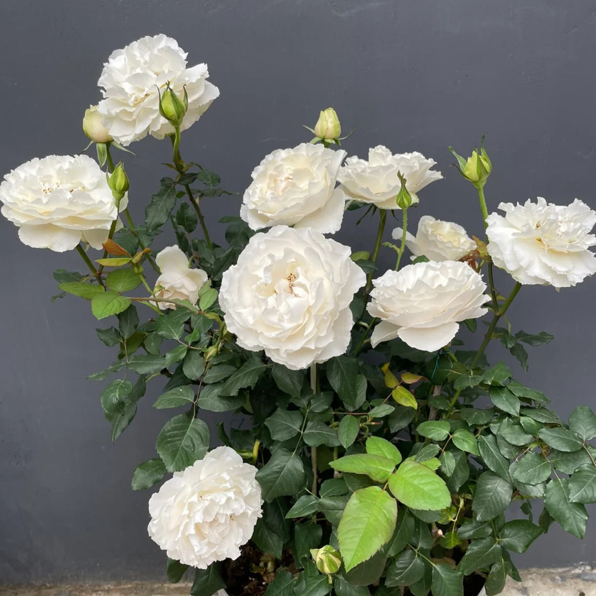 Blanche Neige Japanese Florist Shrub Rose