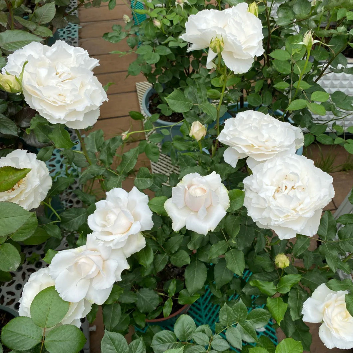 Blanche Neige Japanese Florist Shrub Rose
