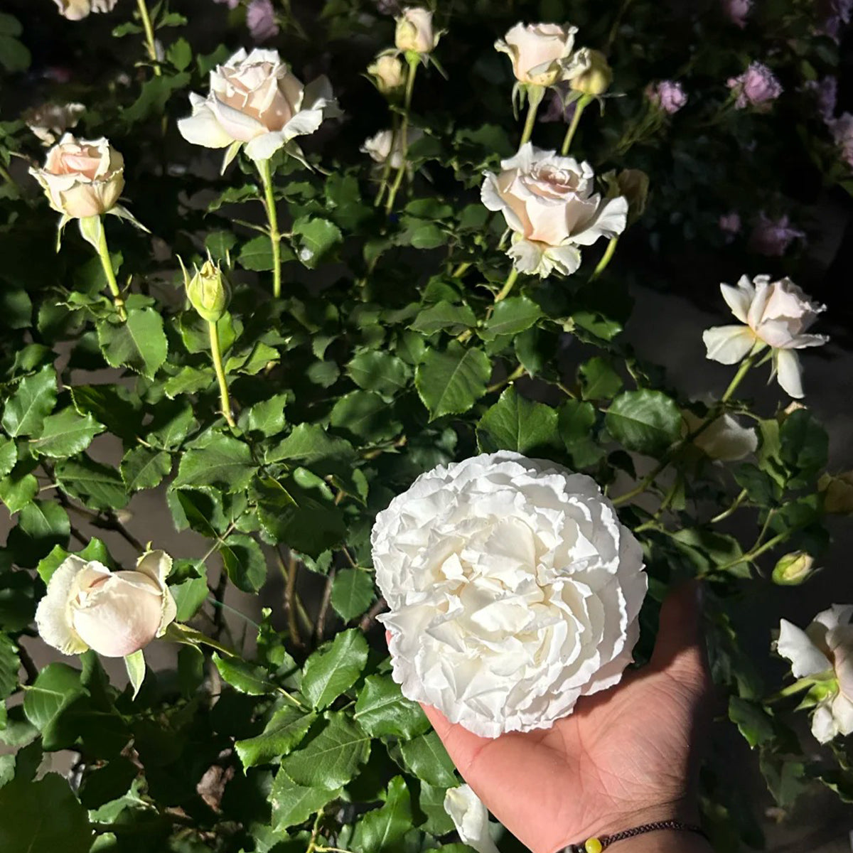 Blanche Neige Japanese Florist Shrub Rose