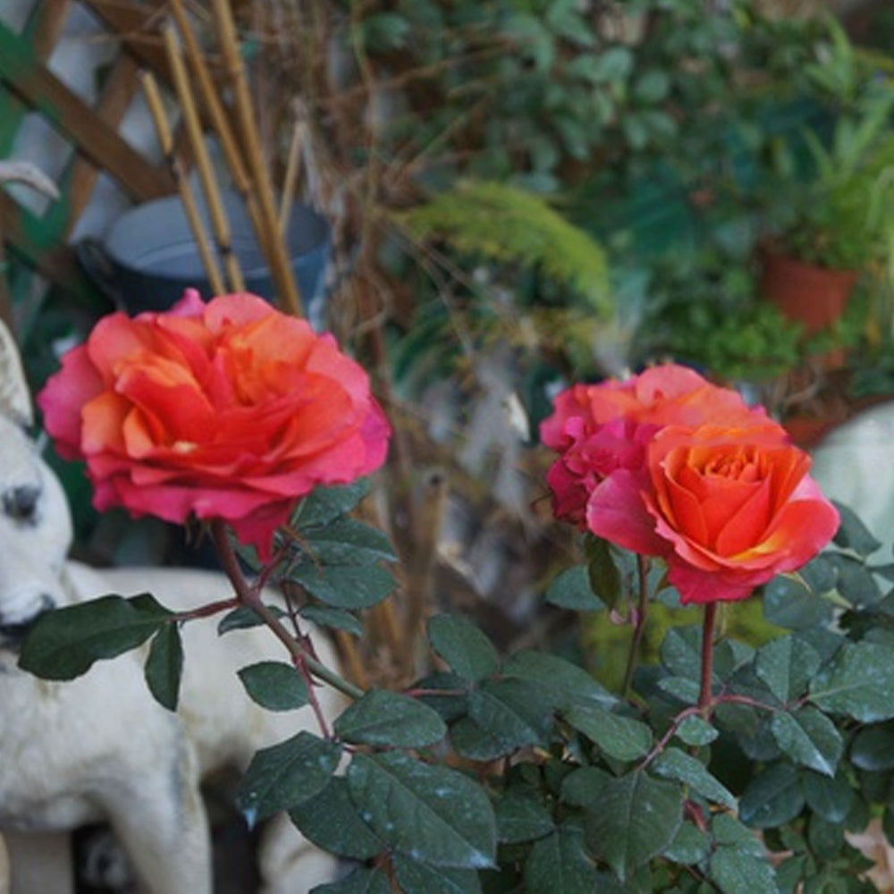Blood Orange Japanese Florist Shrub Rose