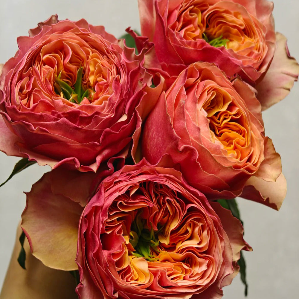 Blood Orange Japanese Florist Shrub Rose