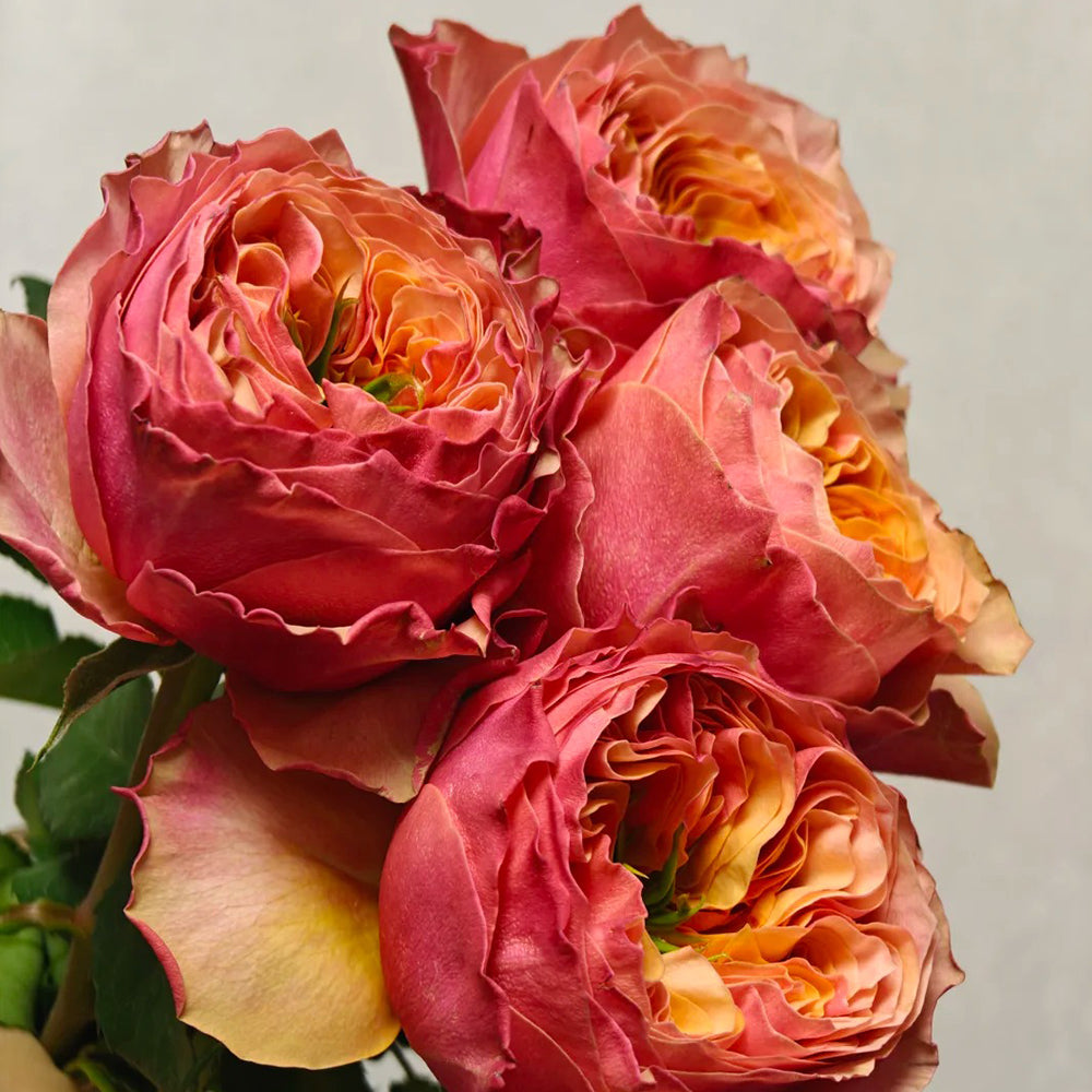 Blood Orange Japanese Florist Shrub Rose