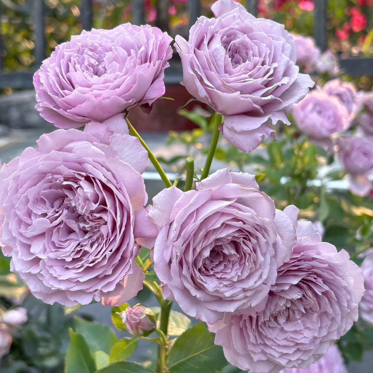 Blue Pompom Chinese Florist Shrub Rose