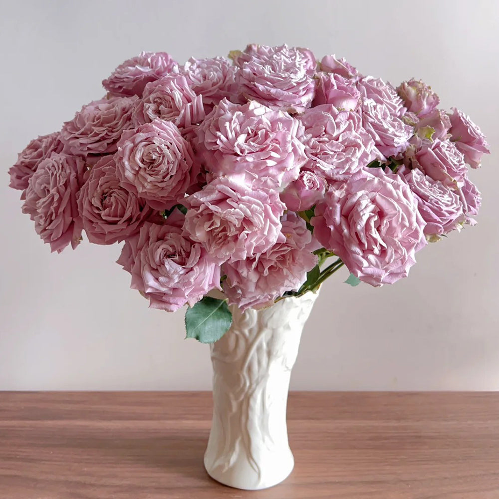 Blue Story Japanese Florist Shrub Rose – Highgarden Roses