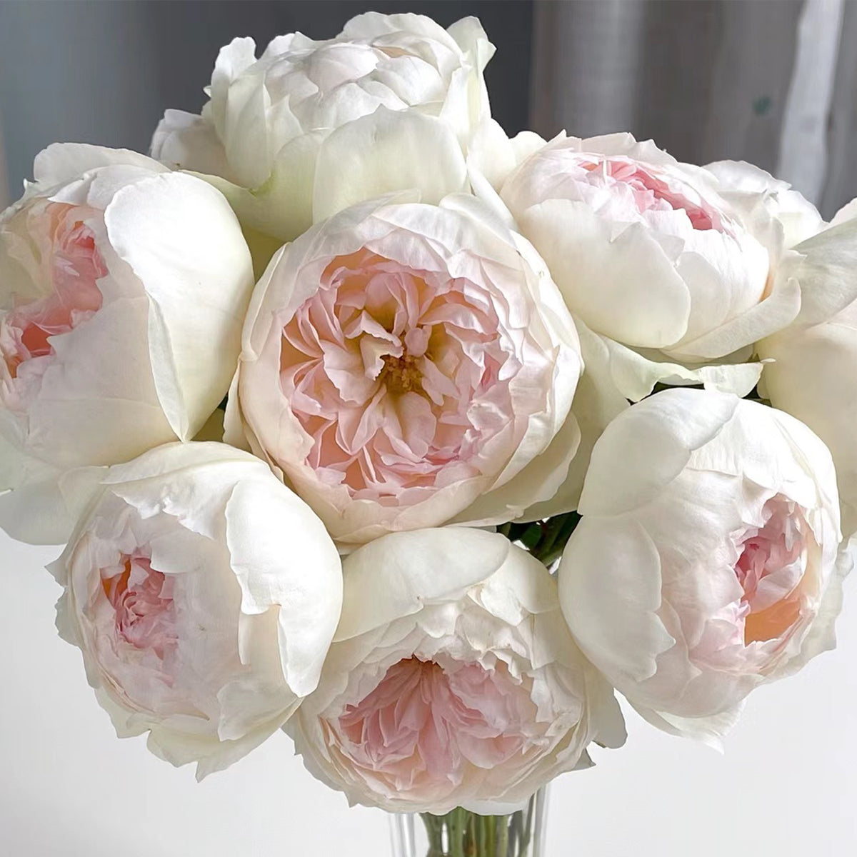 Bolero French Garden Shrub Rose