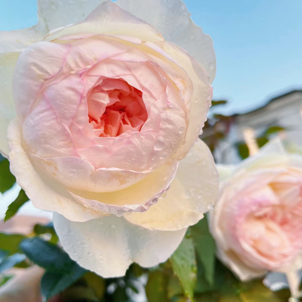 Bolero French Garden Shrub Rose