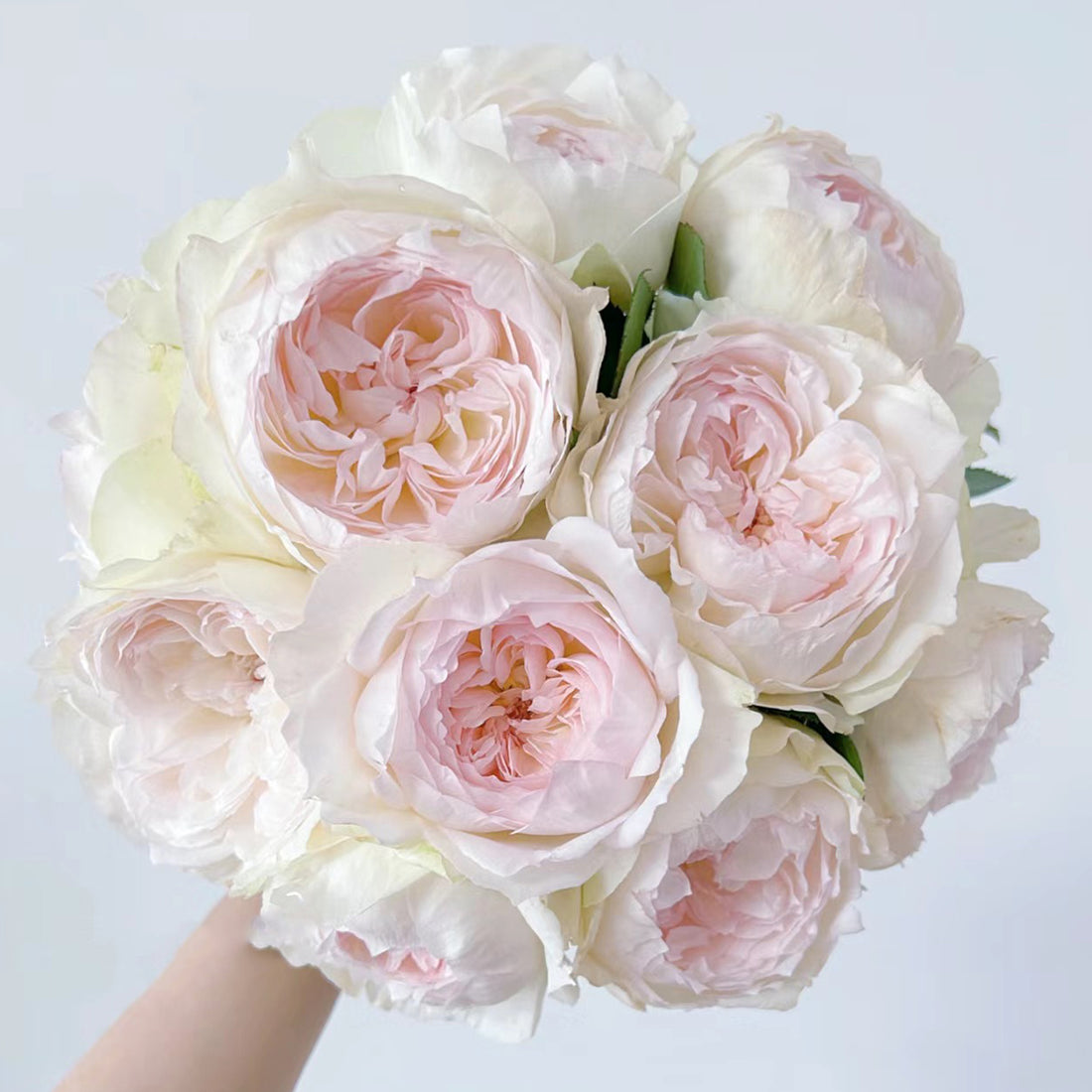 Bolero French Garden Shrub Rose