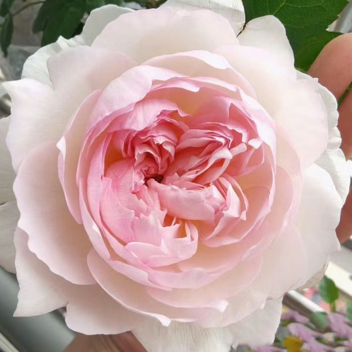 Bolero French Garden Shrub Rose