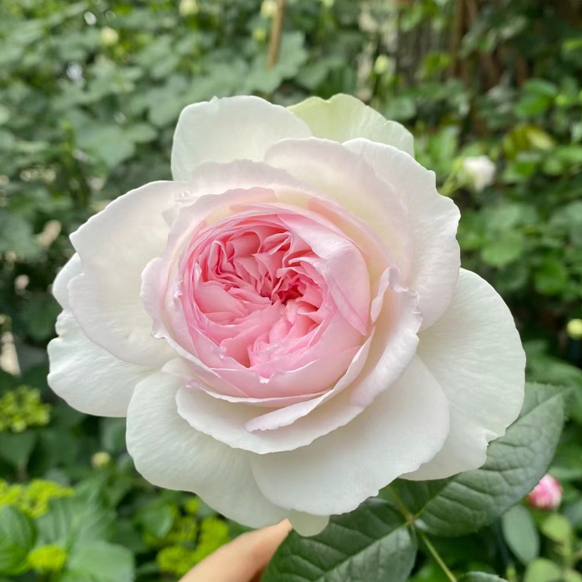 Bolero French Garden Shrub Rose