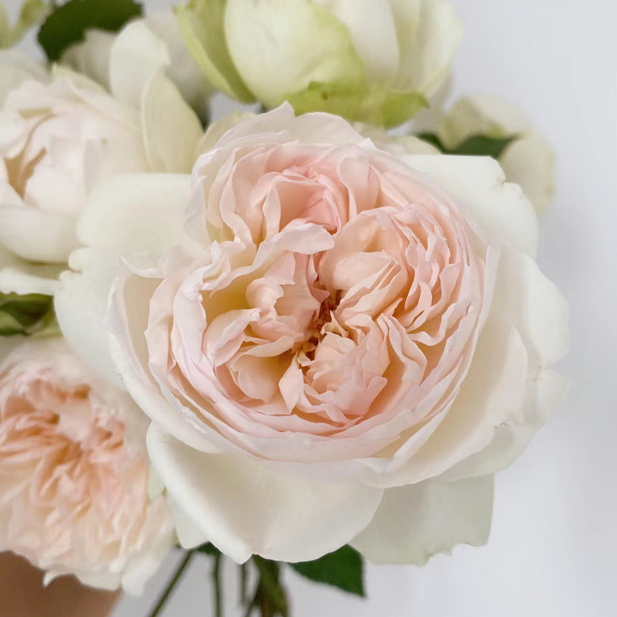 Bolero French Garden Shrub Rose