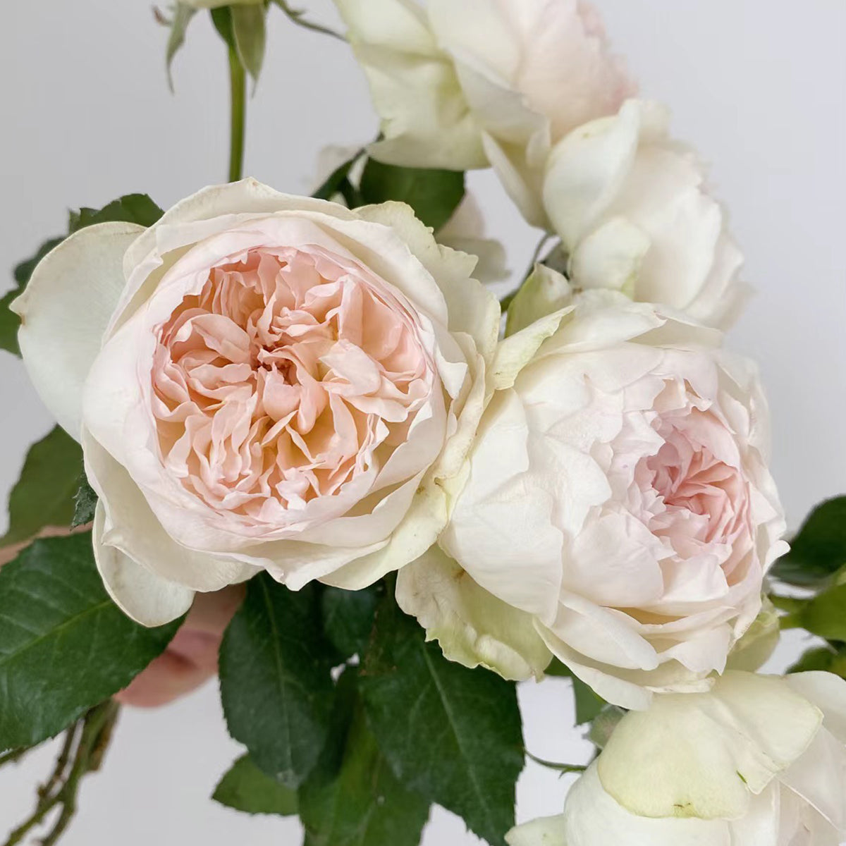 Bolero French Garden Shrub Rose