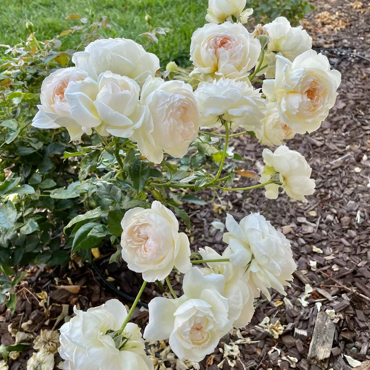 Bolero French Garden Shrub Rose