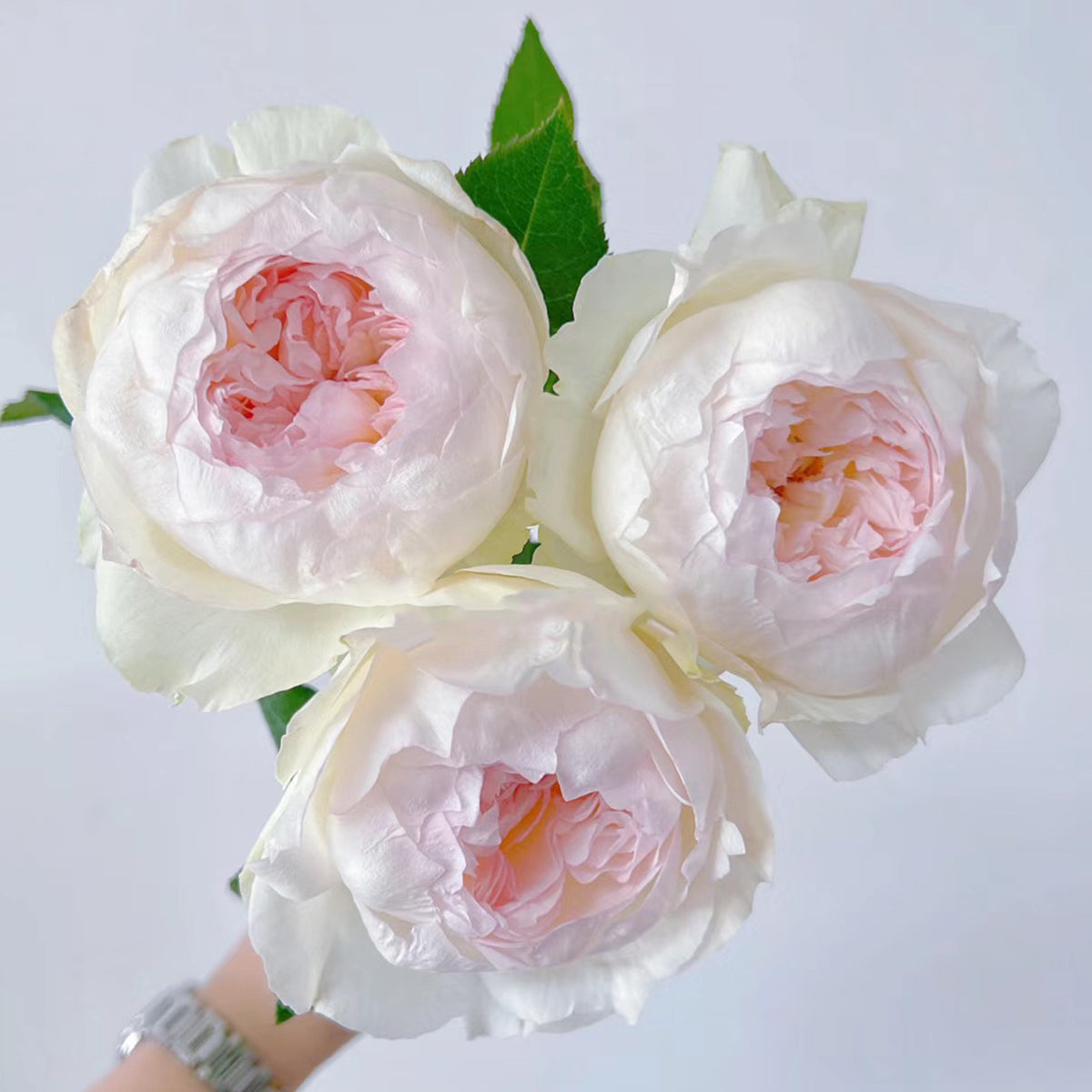 Bolero French Garden Shrub Rose