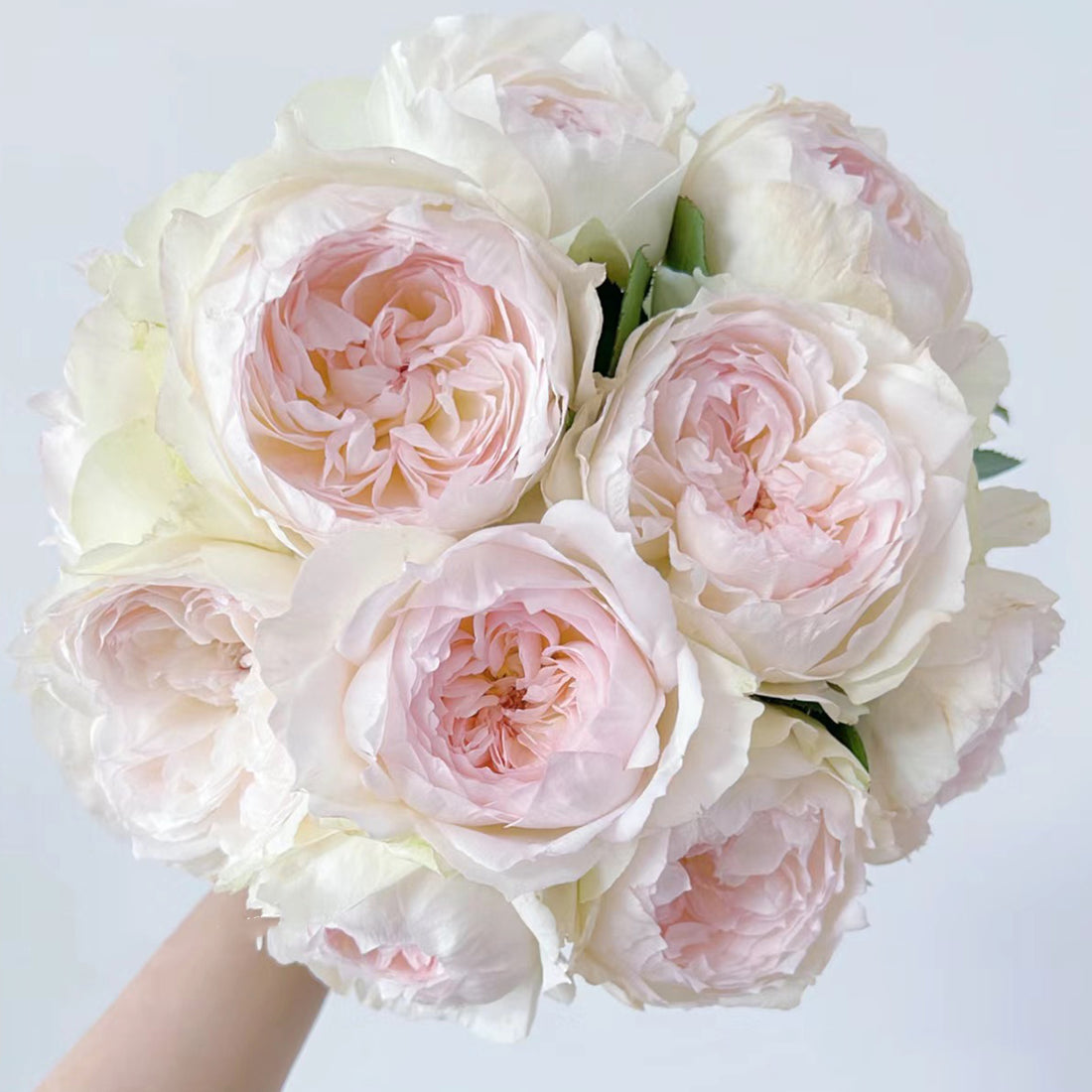 Bolero French Garden Shrub Rose