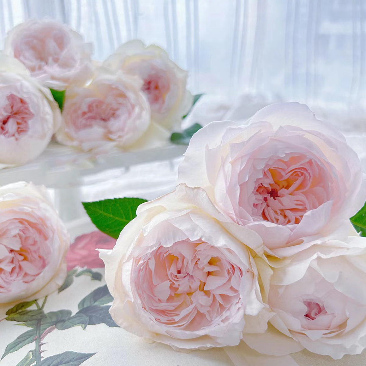 Bolero French Garden Shrub Rose
