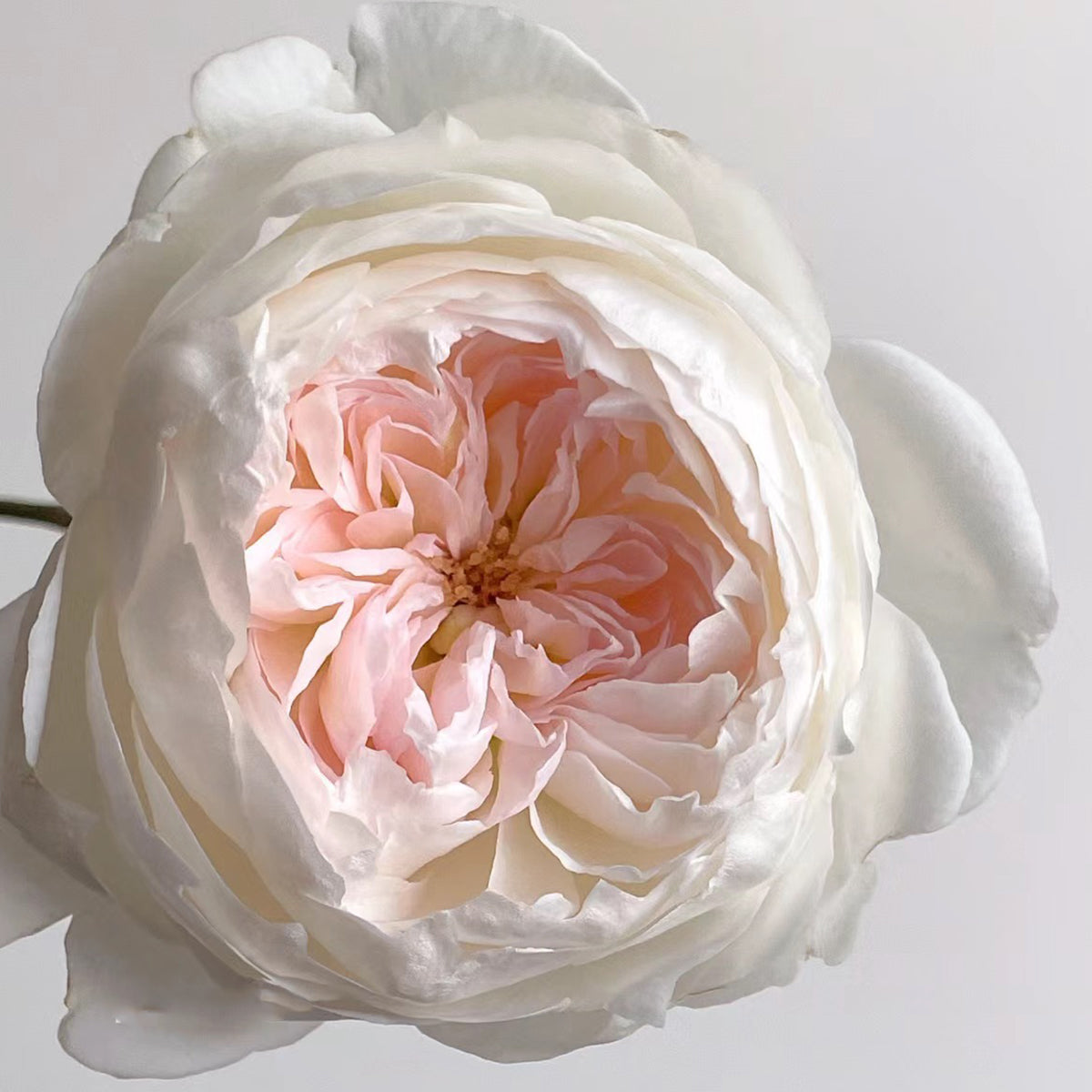 Bolero French Garden Shrub Rose