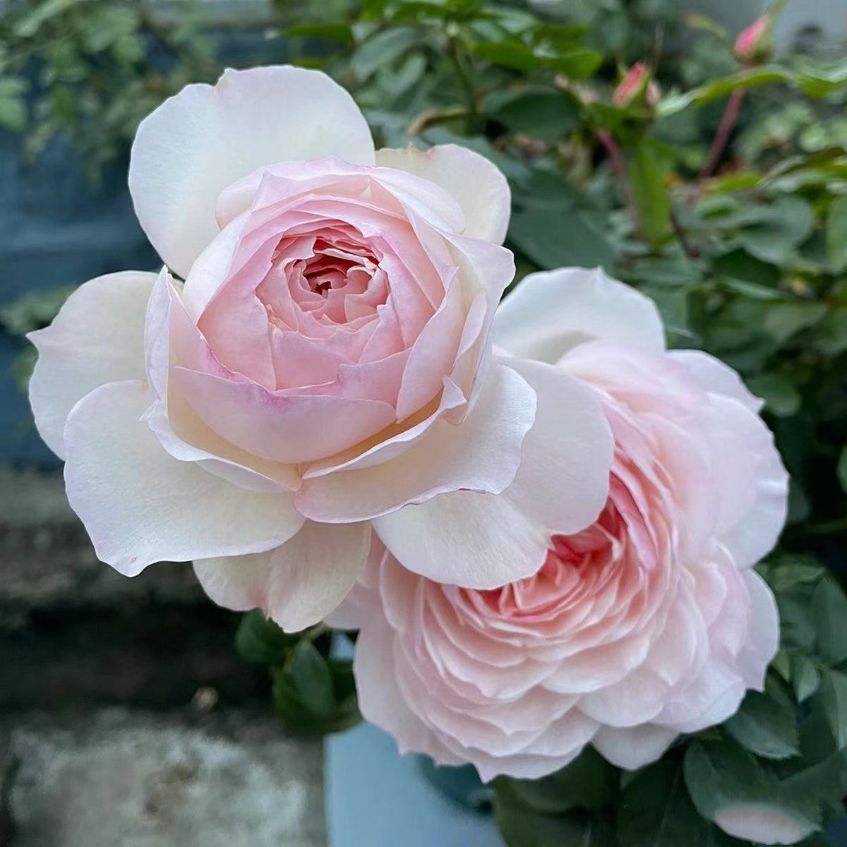 Bolero French Garden Shrub Rose