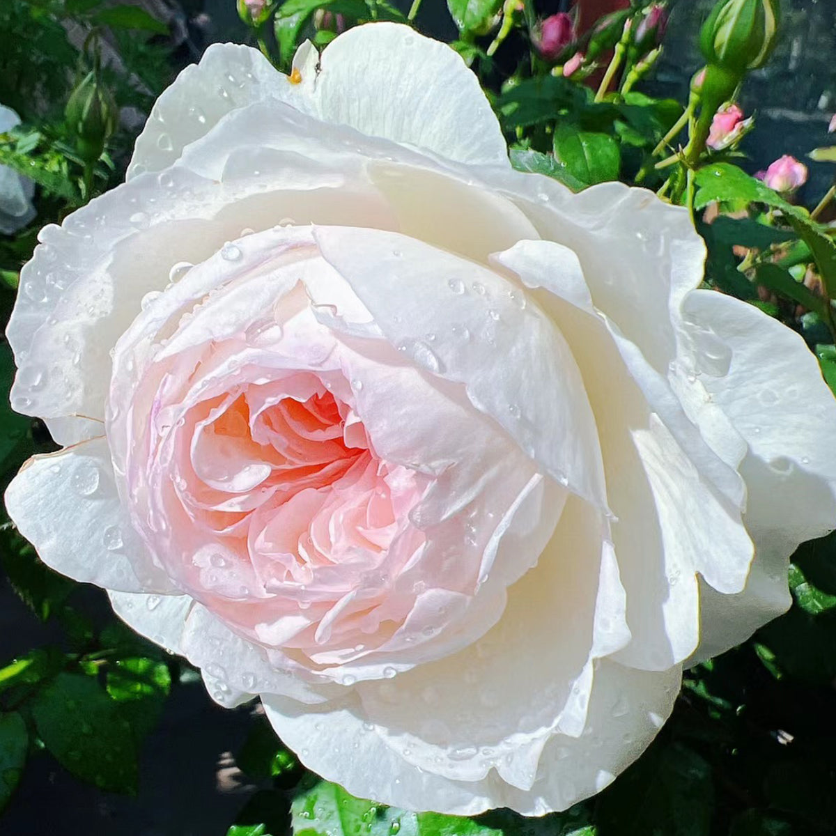 Bolero French Garden Shrub Rose