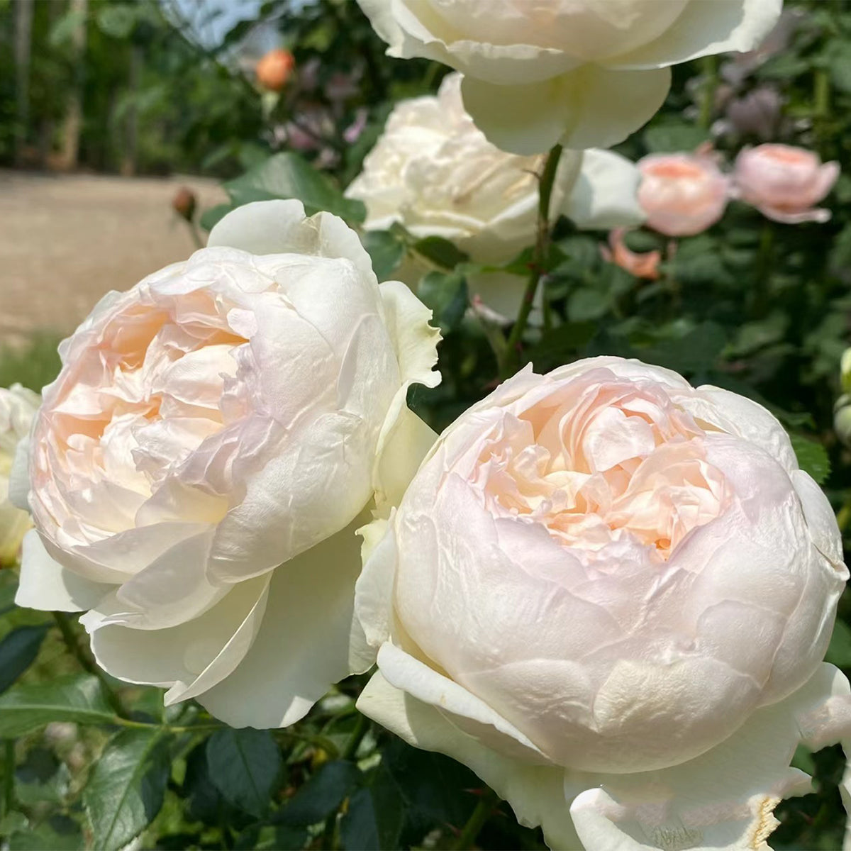 Bolero French Garden Shrub Rose