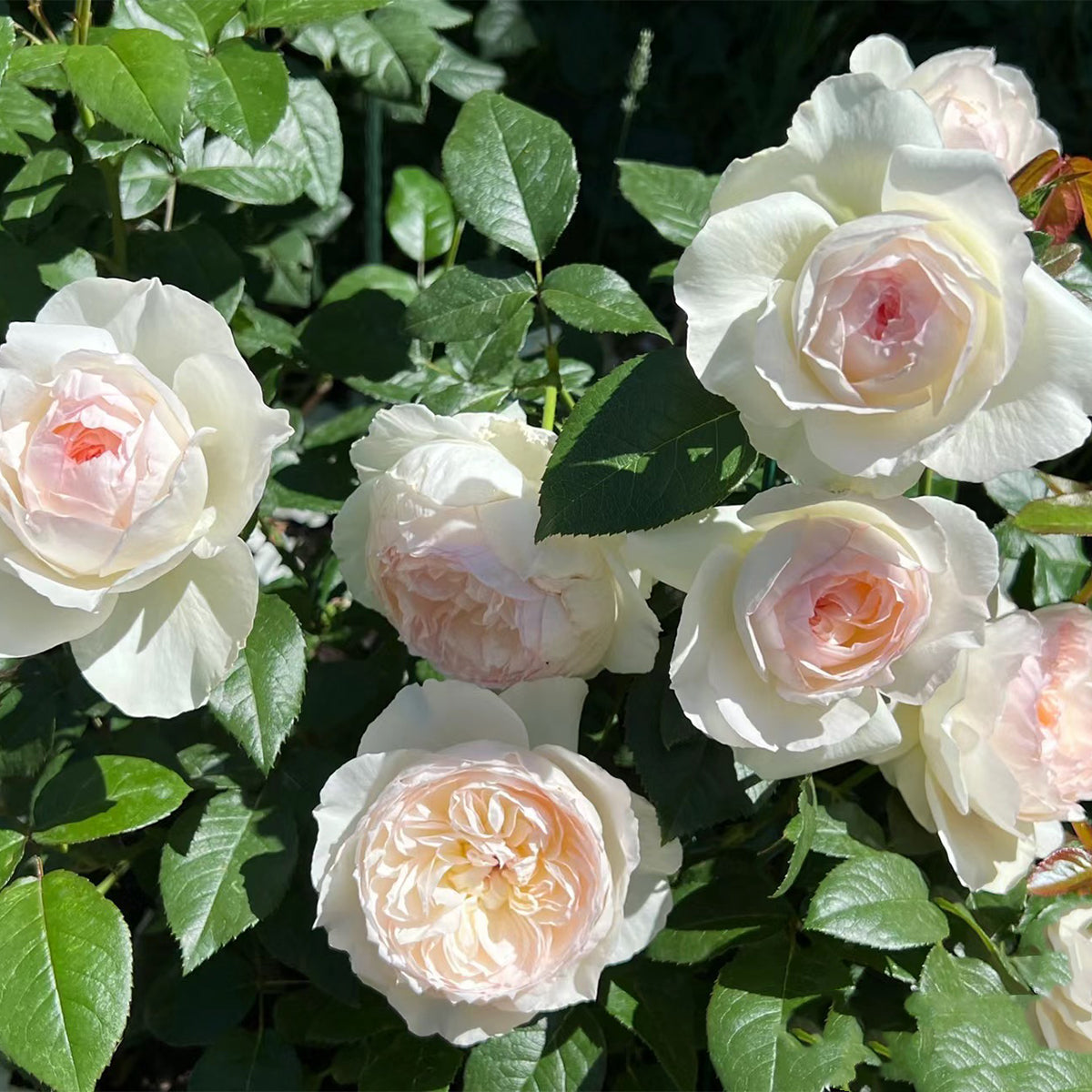 Bolero French Garden Shrub Rose