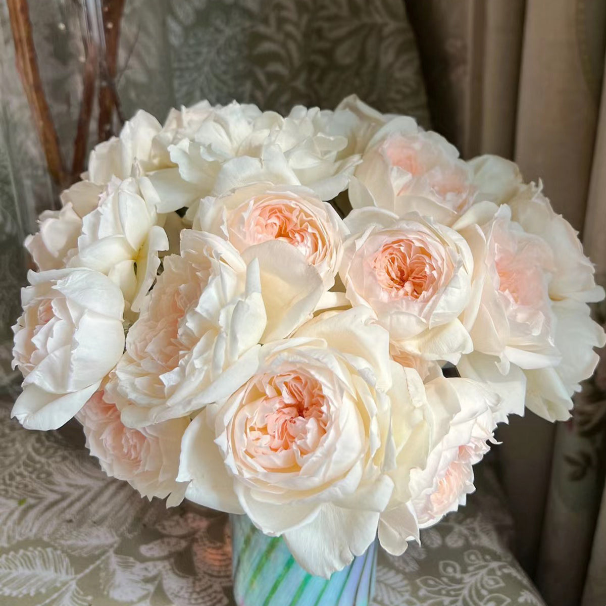 Bolero French Garden Shrub Rose