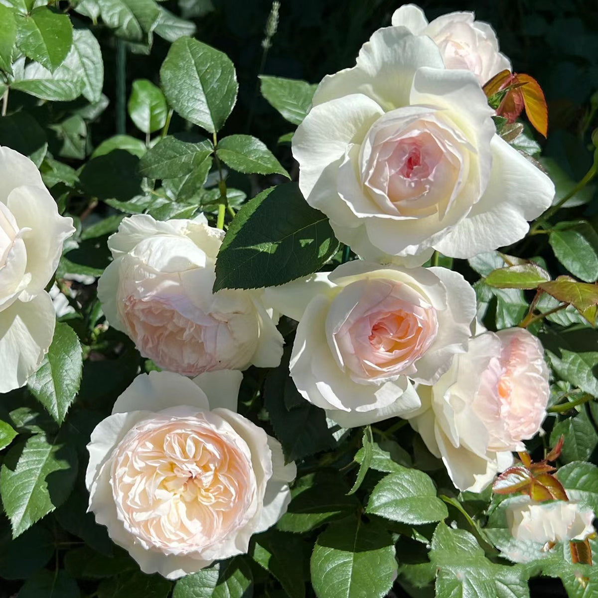 Bolero French Garden Shrub Rose