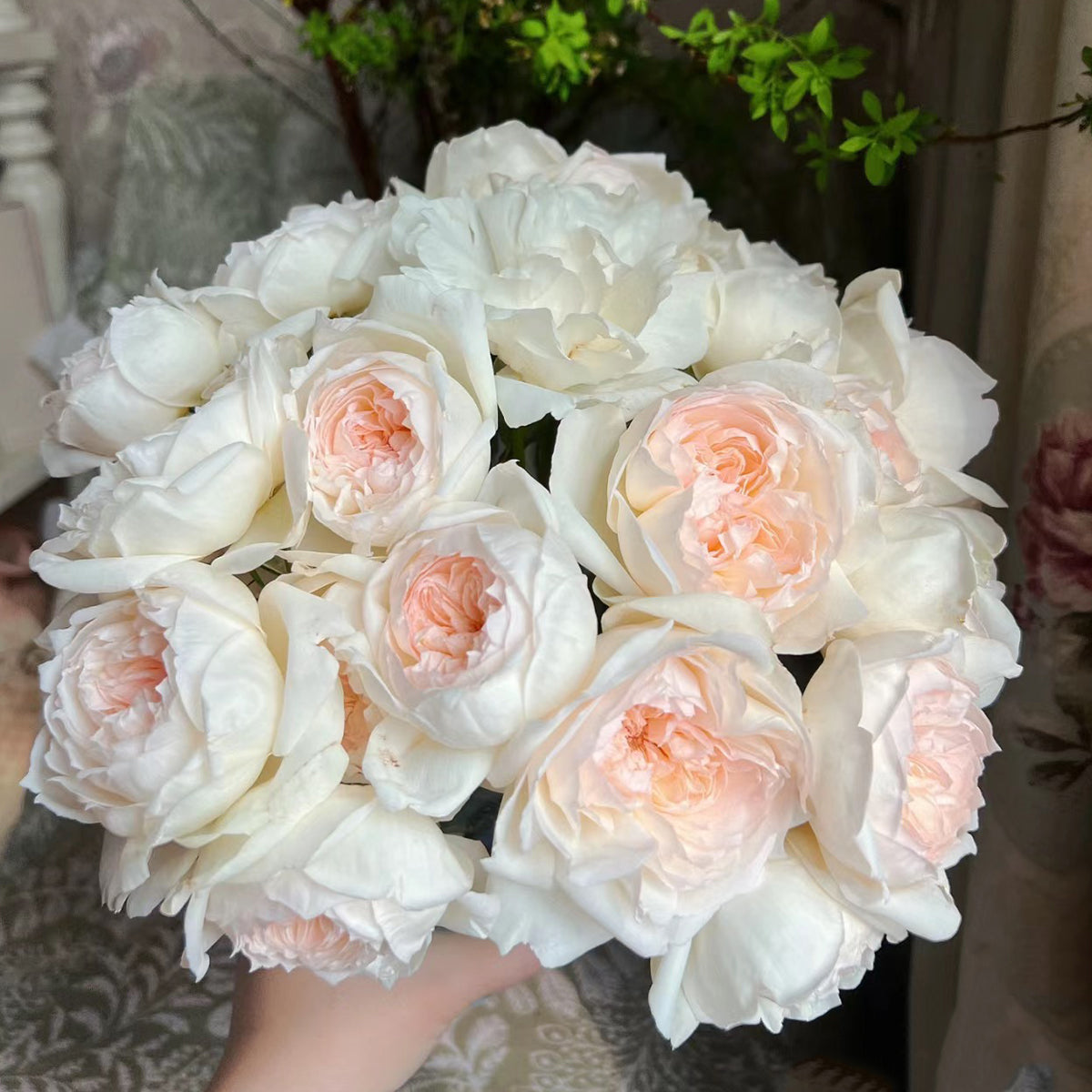 Bolero French Garden Shrub Rose