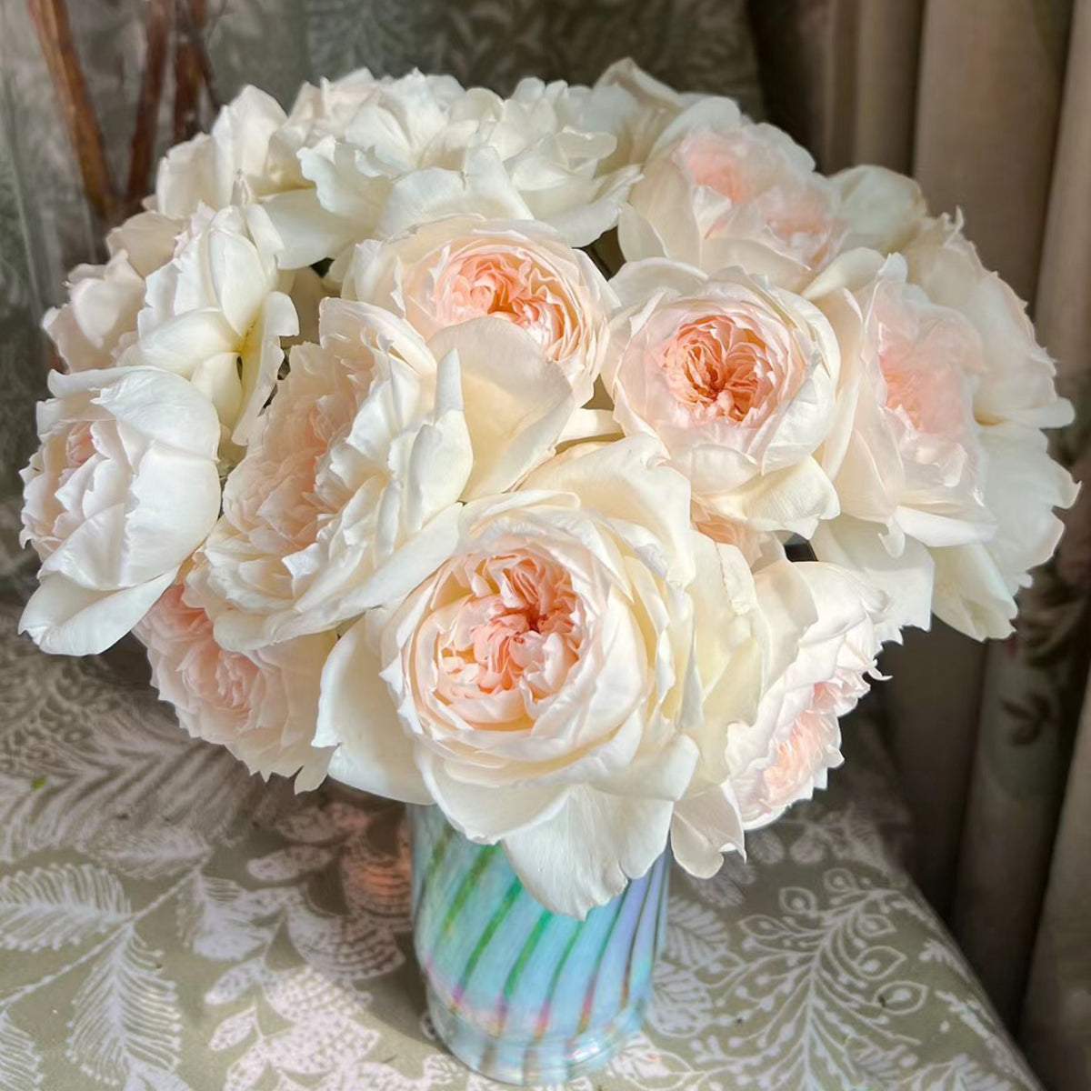 Bolero French Garden Shrub Rose