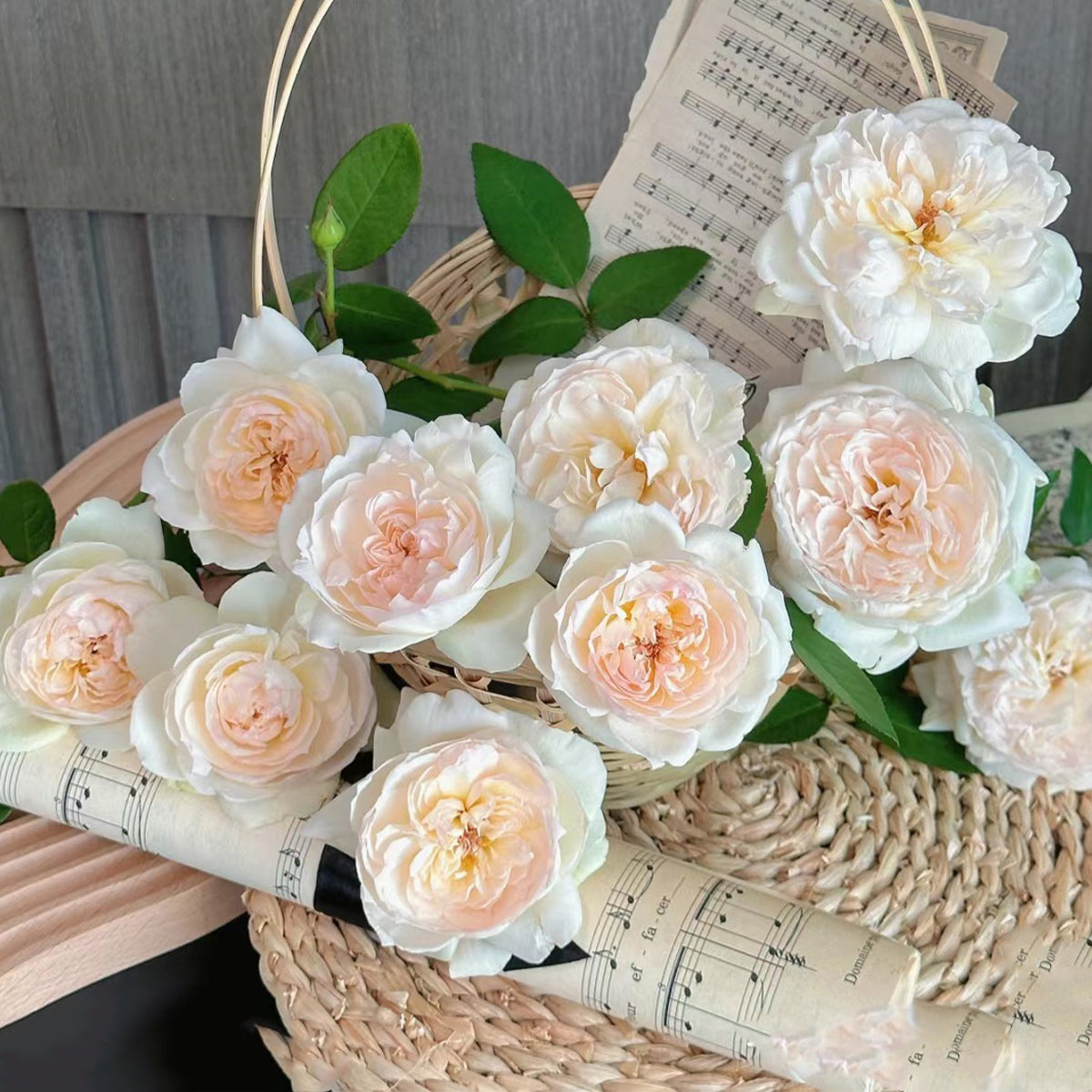 Bolero French Garden Shrub Rose