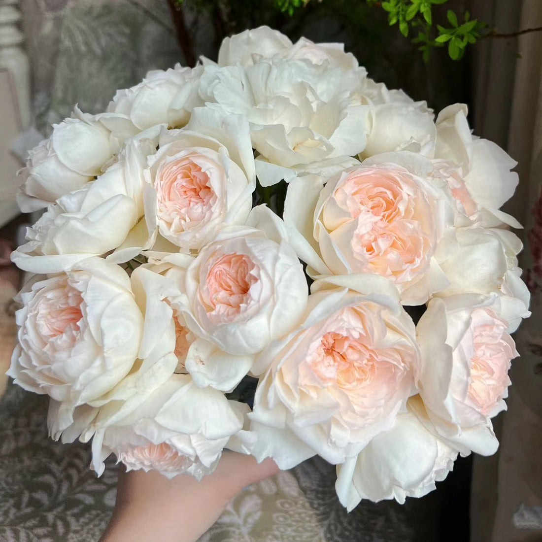 Bolero French Garden Shrub Rose