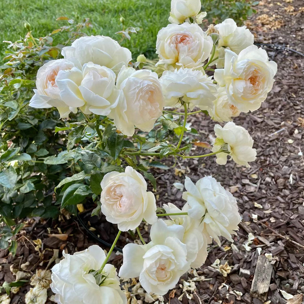 Bolero French Garden Shrub Rose