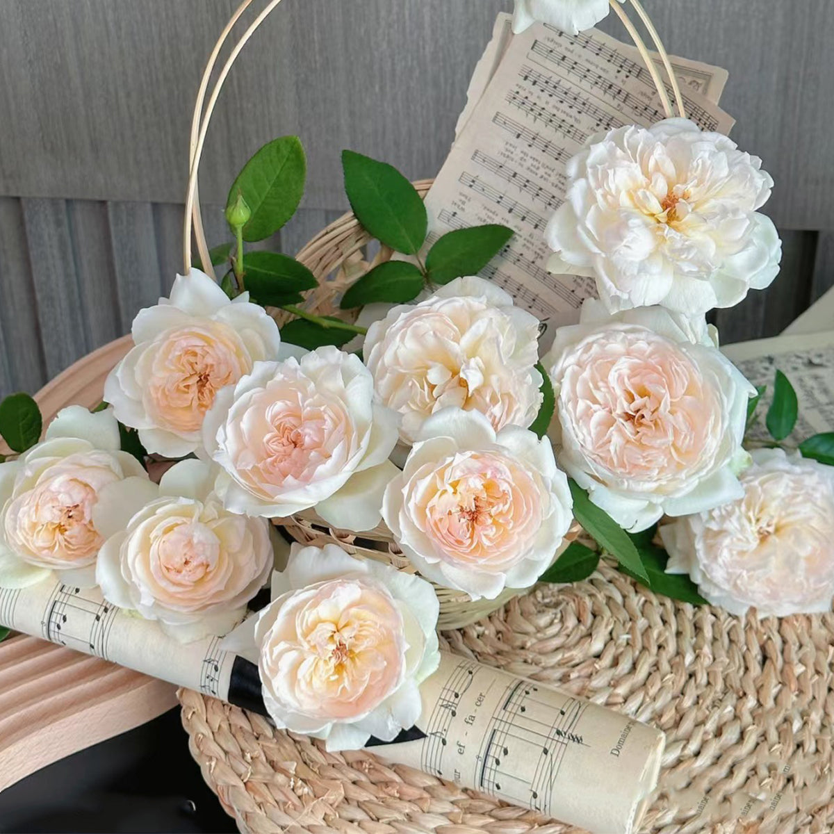 Bolero French Garden Shrub Rose
