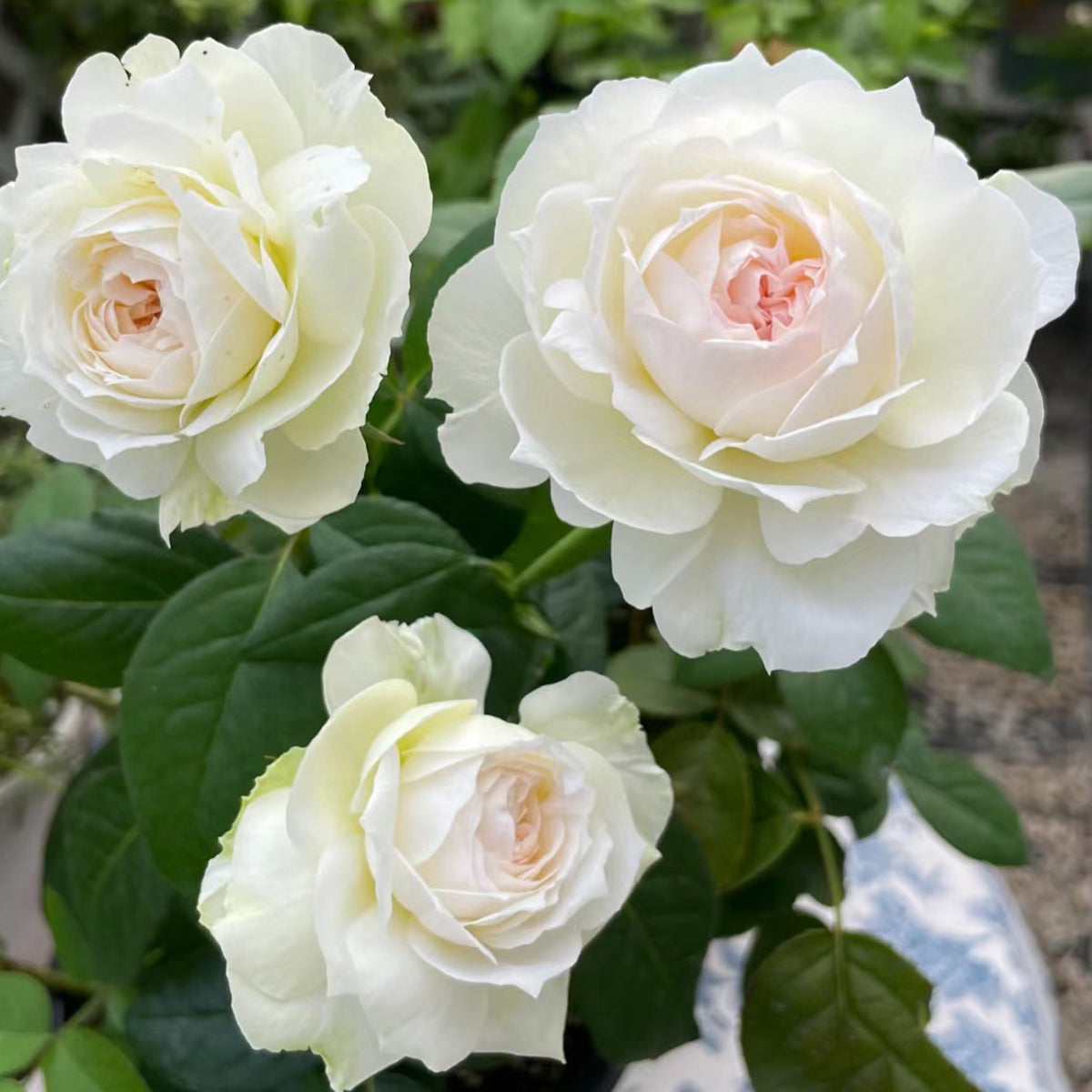 Bolero French Garden Shrub Rose