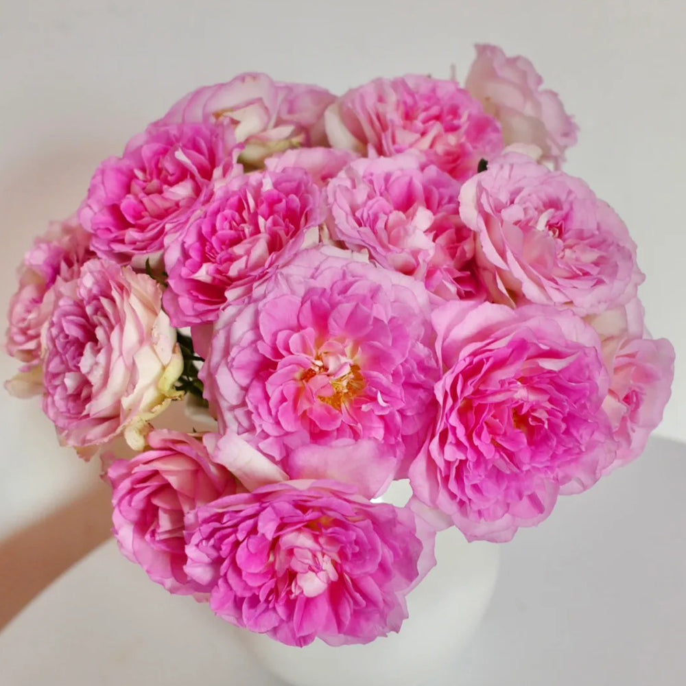 Dutch Florist Shrub Rose Inspired by Borneo Odore