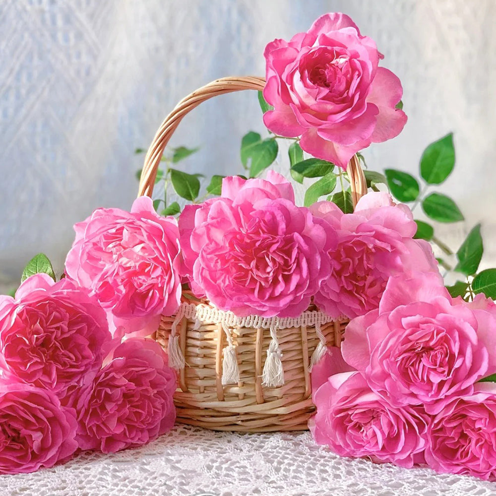 Dutch Florist Shrub Rose Inspired by Borneo Odore