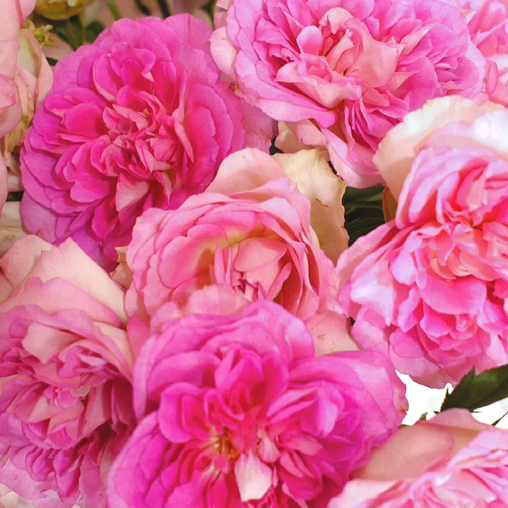 Dutch Florist Shrub Rose Inspired by Borneo Odore