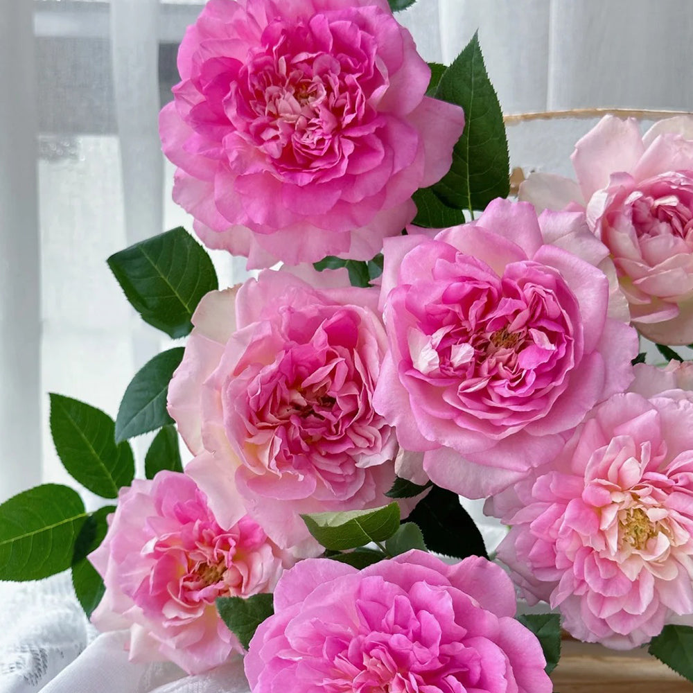Dutch Florist Shrub Rose Inspired by Borneo Odore