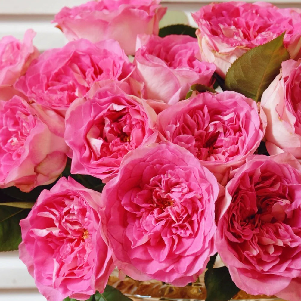 Dutch Florist Shrub Rose Inspired by Borneo Odore