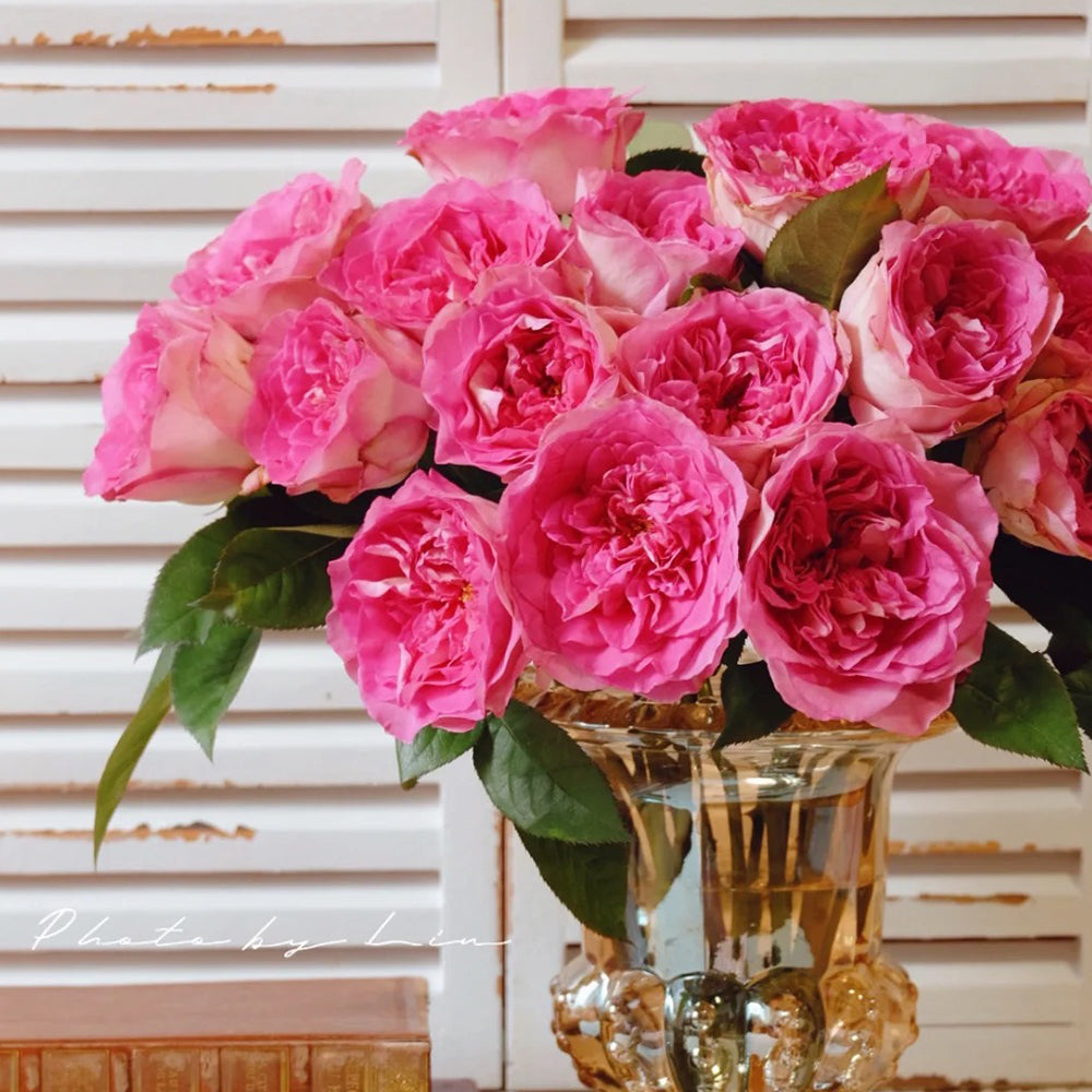 Dutch Florist Shrub Rose Inspired by Borneo Odore