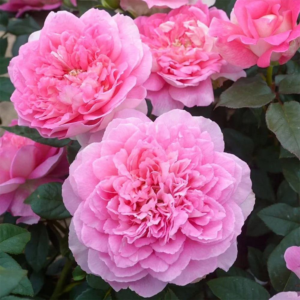 Dutch Florist Shrub Rose Inspired by Borneo Odore