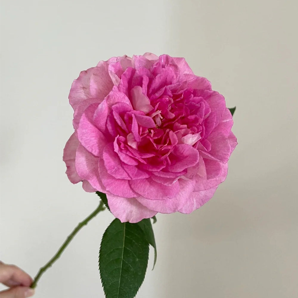 Dutch Florist Shrub Rose Inspired by Borneo Odore