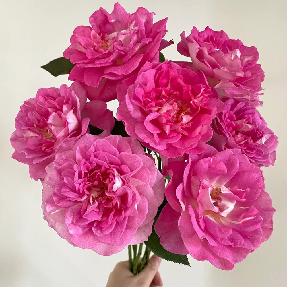 Dutch Florist Shrub Rose Inspired by Borneo Odore