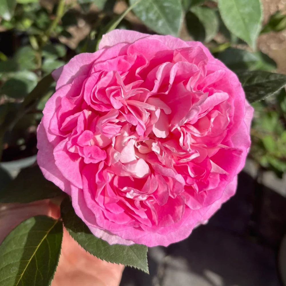 Dutch Florist Shrub Rose Inspired by Borneo Odore