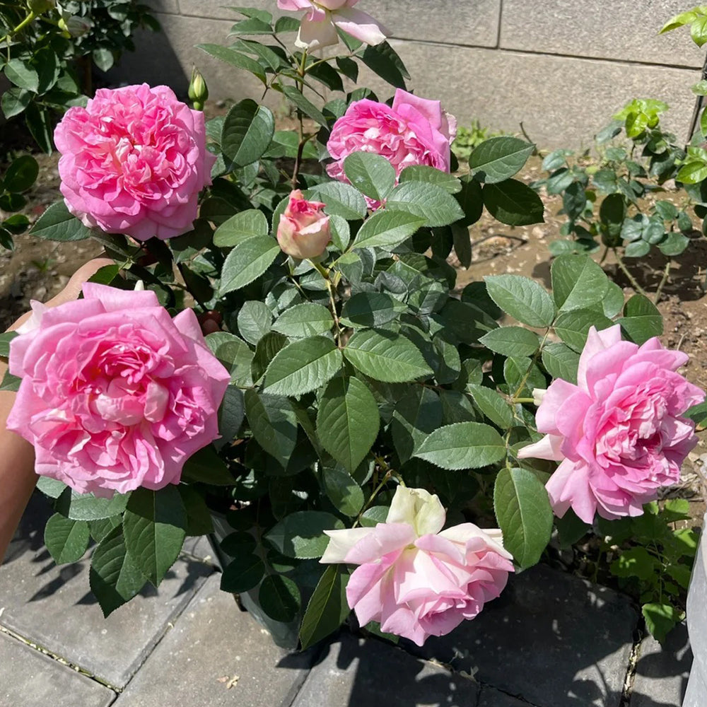 Dutch Florist Shrub Rose Inspired by Borneo Odore