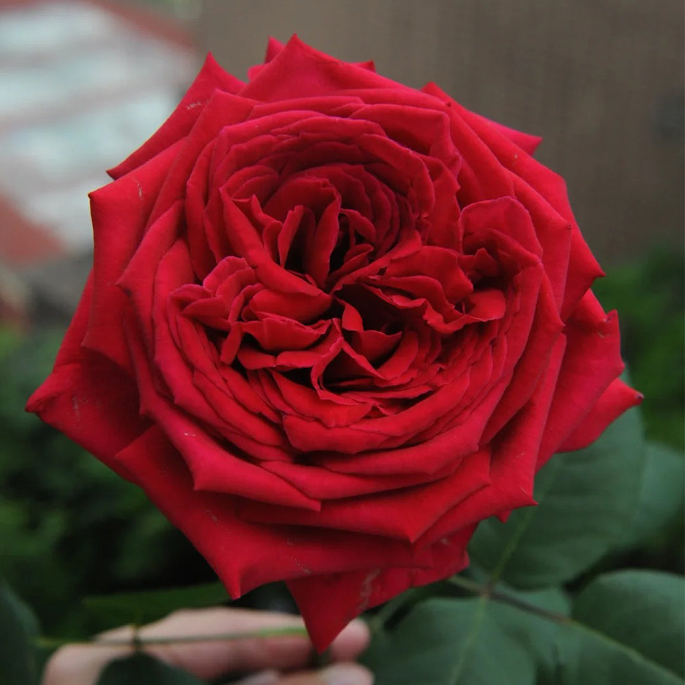 Botero French Florist Hybrid Tea Rose