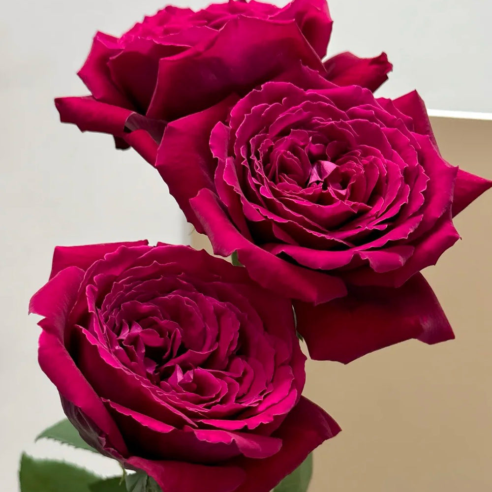Botero French Florist Hybrid Tea Rose