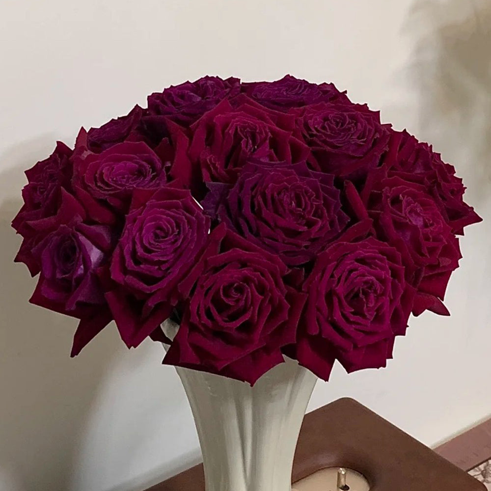 Botero French Florist Hybrid Tea Rose