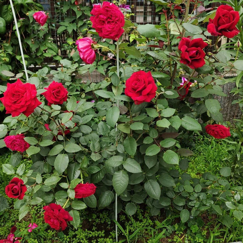 Botero French Florist Hybrid Tea Rose
