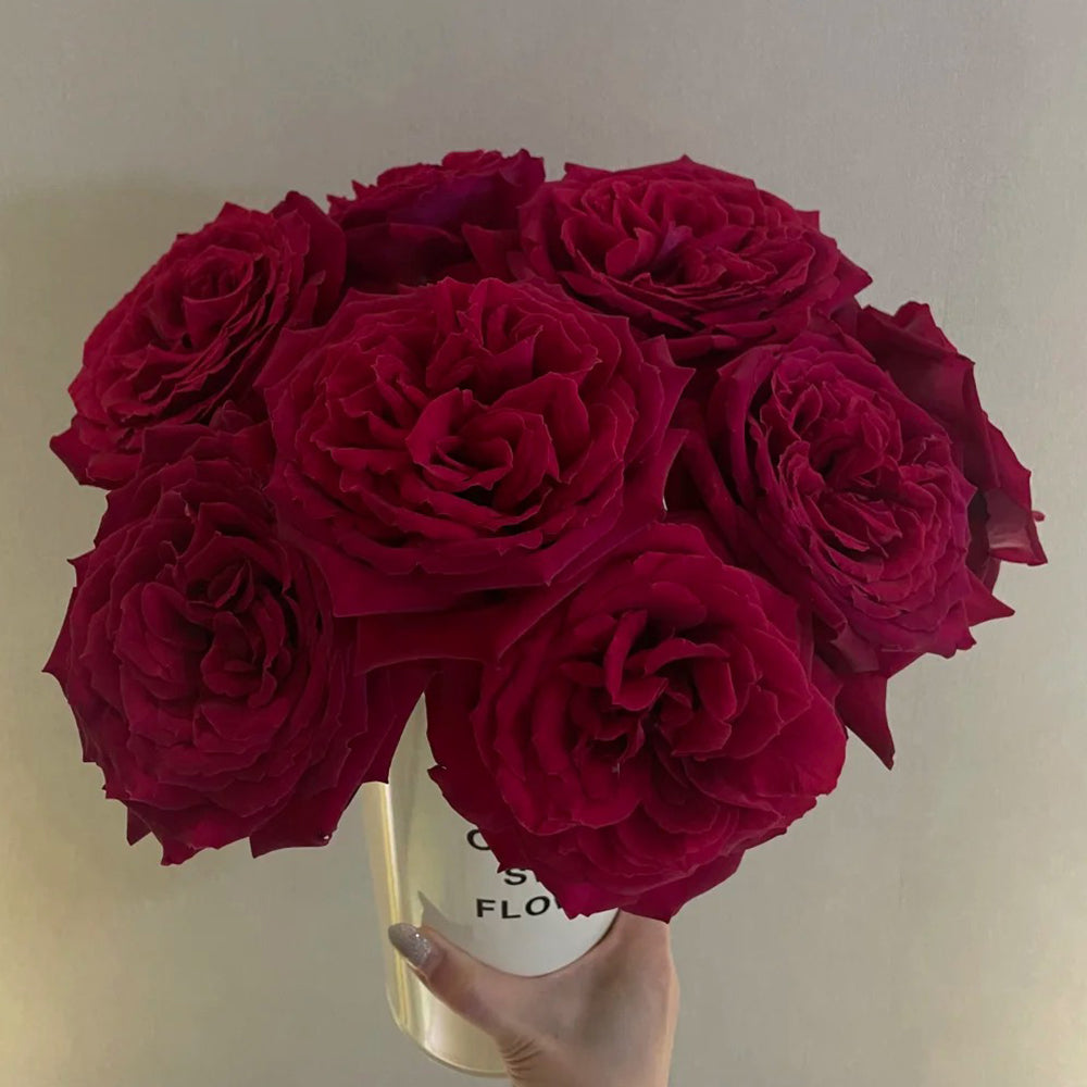 Botero French Florist Hybrid Tea Rose
